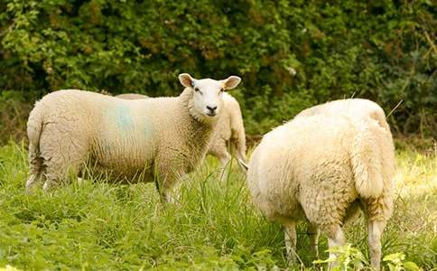 ��(l�� )�����˵�С�d������700��