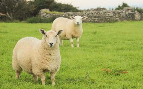 聰明的小綿羊作文300字