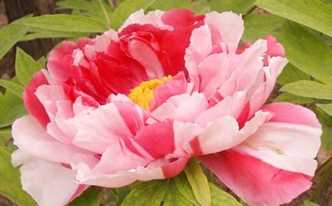 以牡丹花為觀(guān)察對象的小學(xué)100字作文