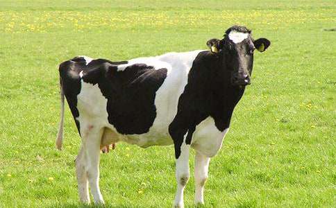 奶牛作文400字3篇