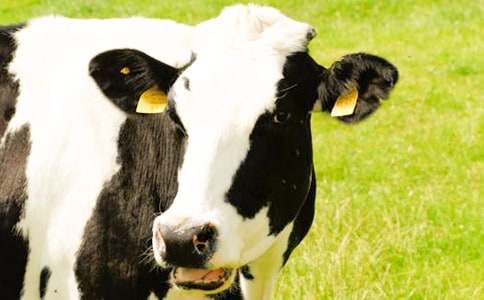 C�Z(y��)���㷨Ӗ������ο��ţ