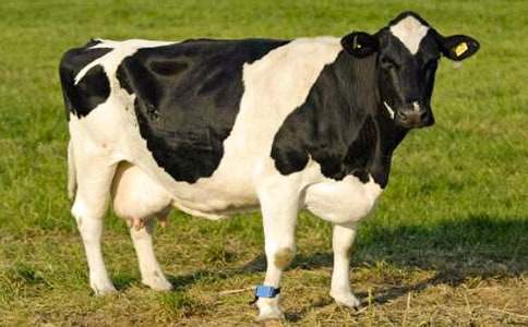 ��ţ-�茑(xi��)��(d��ng)�������650��