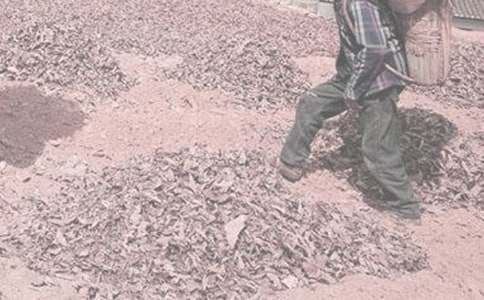 小學(xué)六年級下冊第一次干農活作文(通用36篇)