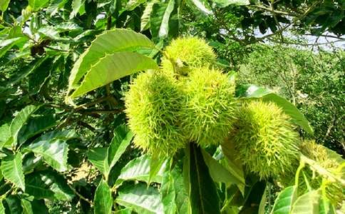 書(shū)香飄滿(mǎn)農家樂(lè )小學(xué)作文