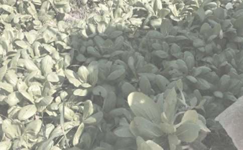 農作物諺語(yǔ)150句