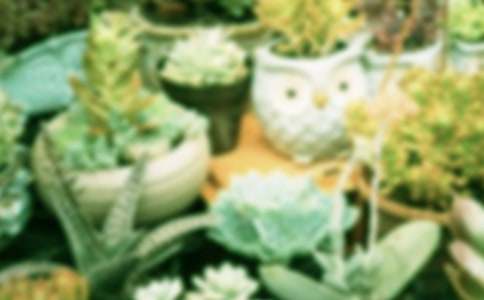 盆栽作文400字四篇