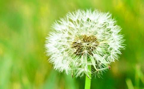 蒲公英的夢(mèng)想的作文