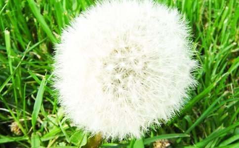 蒲公英的教學(xué)設計欣賞