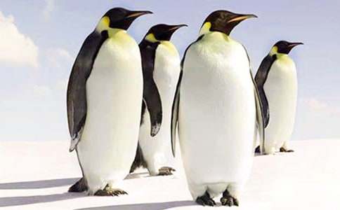 我的玩偶小企鵝作文400字(精選22篇)