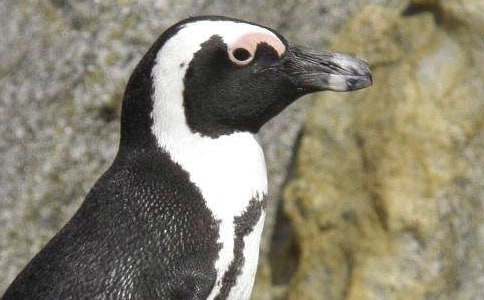 寓言故事:勇敢的小企鵝