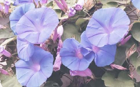 �^(gu��n)�젿�������꼉����