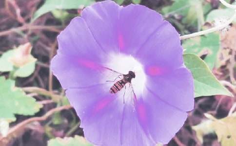 ���꼉���Ġ�����100��