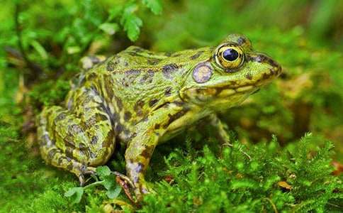 �^(gu��n)�����ܲ�ʳ����400�֣����x26ƪ��