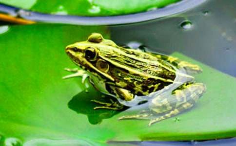 關(guān)于青蛙和螞蟻作文3篇