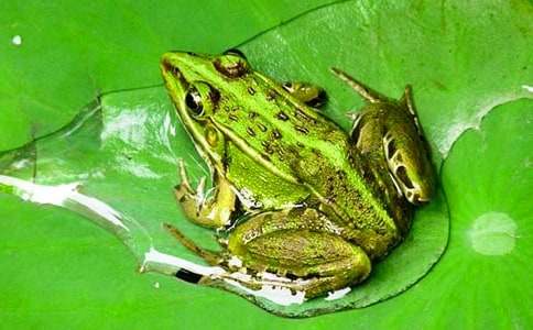 С���ܵĸ質ͯԒ(hu��)����