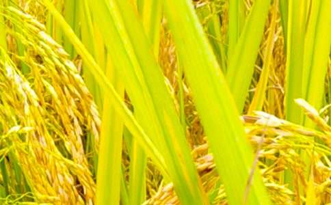 關(guān)于秋收小學(xué)生作文300字三篇