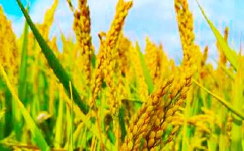 ��������300��