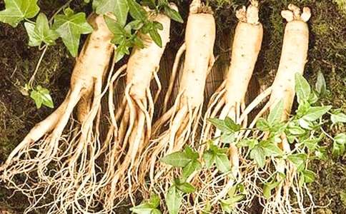 【熱】我發(fā)現了人參作文