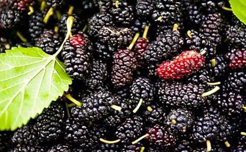 我與桑葚再見(jiàn)時(shí)-關(guān)于桑葚的作文600字 高二作文范文