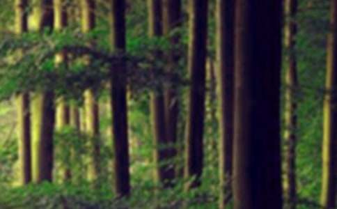 小學(xué)生森林防火教案模板(通用6篇)