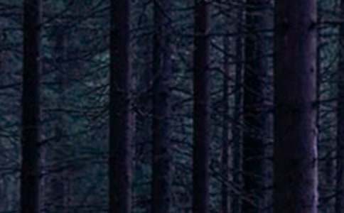 ɭ�ִ��(hu�� )ͯԒ(hu��)����