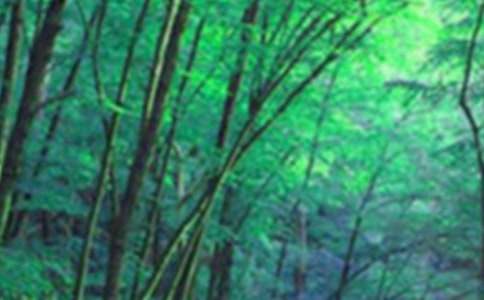 ͯԒ(hu��)ɭ��ͯԒ(hu��)����