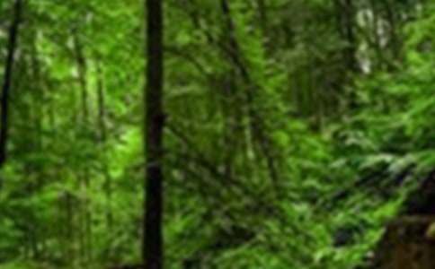 �B����ɭ�����ģ�ͨ��19ƪ��