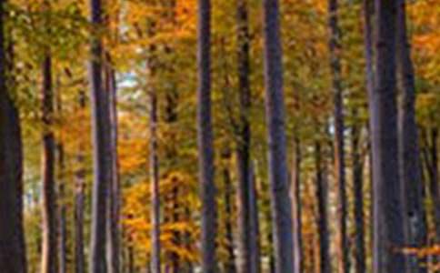 PS�������һ��ɭ����Ů���p���ع�