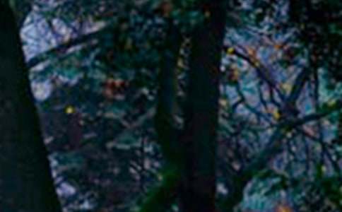 �����ɭ�ֹ��@����