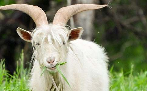 ɽ���^(gu��)��ľ������