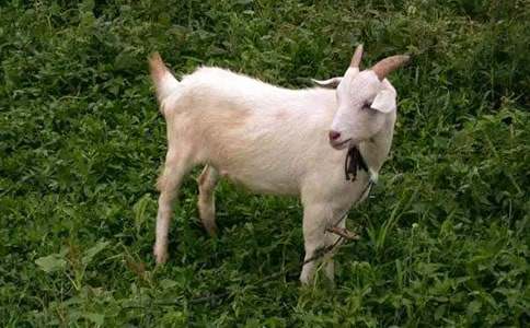 ��(l�� )�����˵�Сɽ������