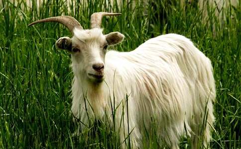 山羊過(guò)獨木橋作文800字范文2篇