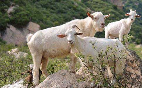 小山羊和小熊小學(xué)作文