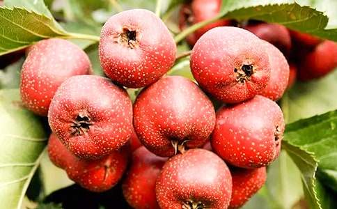 山楂樹(shù)的作文(精選25篇)