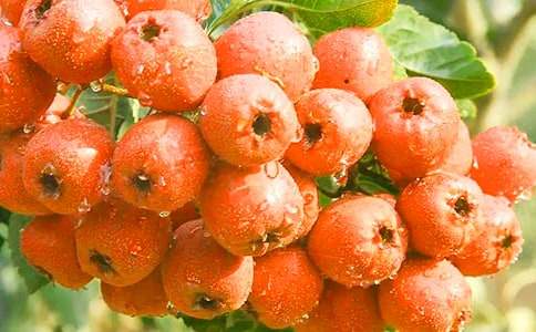 描寫(xiě)山楂樹(shù)的作文(10篇)