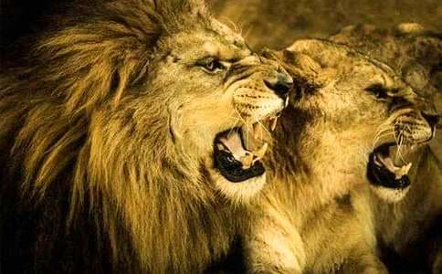 《獅子和鹿》教案反思