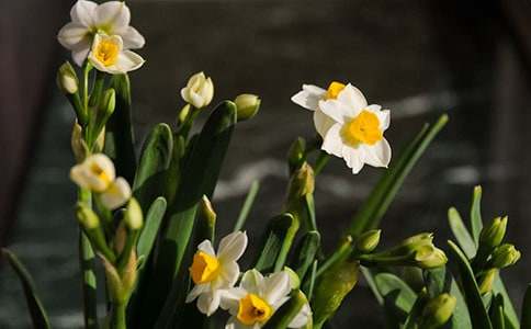 【熱門(mén)】水仙作文600字4篇