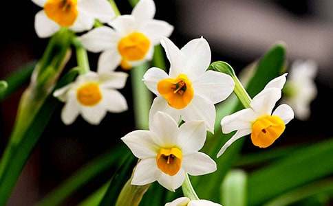 觀(guān)察水仙花的作文(精選43篇)