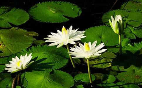 寫(xiě)睡蓮作文100字范文