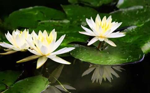 寫(xiě)睡蓮作文100字