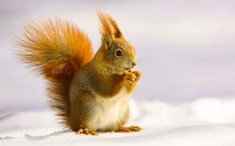 《松鼠日記》的教案