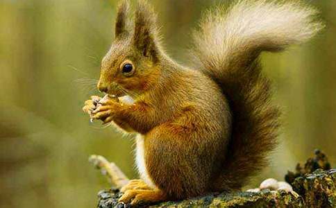 松鼠和松果教案