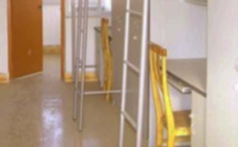 蜜蜂的集體宿舍作文