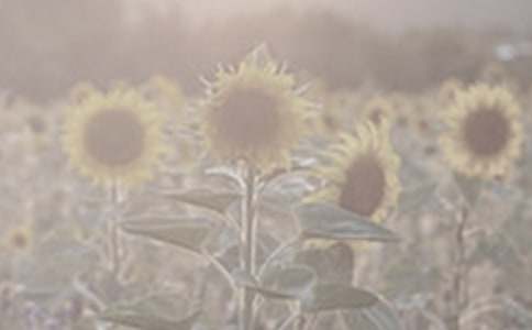 寫(xiě)太陽(yáng)花的作文