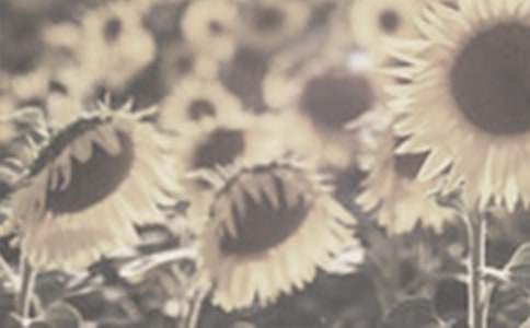 我是太陽(yáng)花作文(精選30篇)