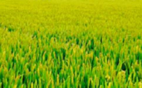 ��Ұ��˼�߶�����