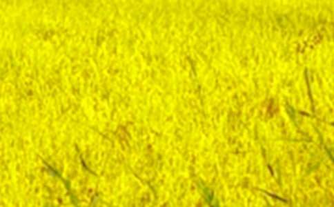 ��Ƭ��Ұ���ģ����x17ƪ��