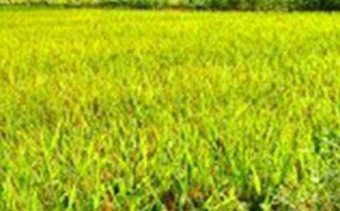 ��Ƭ�Gɫ����ҰС�W(xu��)����