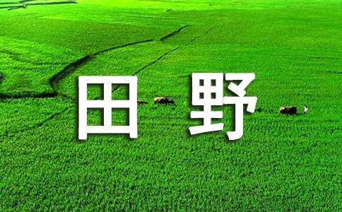 描寫(xiě)田野的作文900字左右
