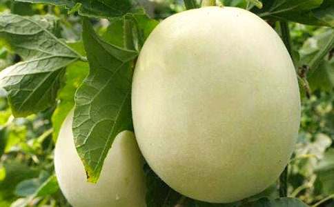 難忘的甜瓜九年級作文